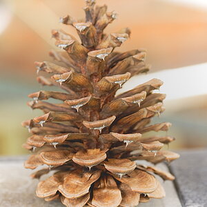 pine_cone.JPG