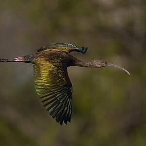 White-faced Ibis 22366.jpg