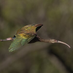 White-faced Ibis 22367.jpg