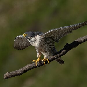 Peregrine Falcon 20140.jpg