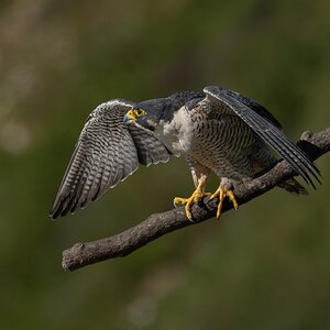 Peregrine Falcon 20141.jpg