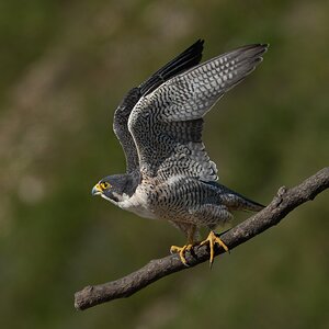 Peregrine Falcon 20143.jpg