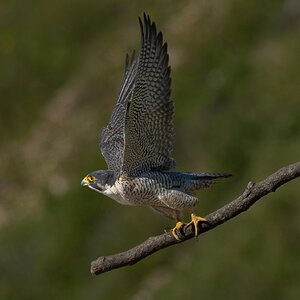 Peregrine Falcon 20144.jpg
