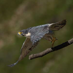 Peregrine Falcon 20145.jpg