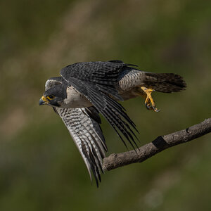 Peregrine Falcon 20146.jpg