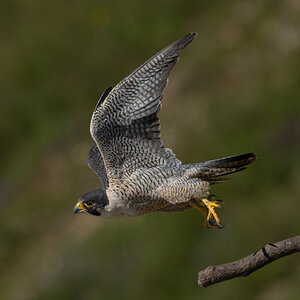 Peregrine Falcon 20147.jpg