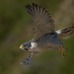 Peregrine Falcon 20148.jpg