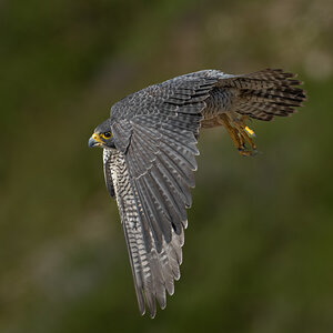 Peregrine Falcon 20149.jpg
