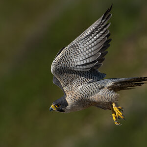 Peregrine Falcon 20150.jpg