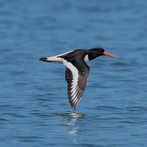 oyster catcher 2026_2.jpg