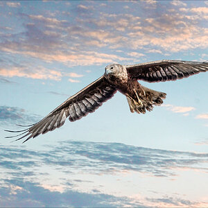 Swamp Harrier.jpg
