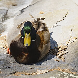 Resting Duck