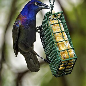 Grackle3.jpg