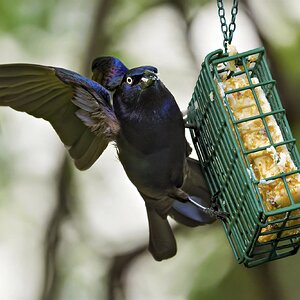 Grackle2.jpg