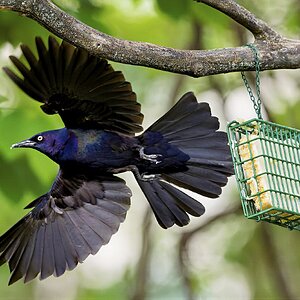 Grackle.jpg
