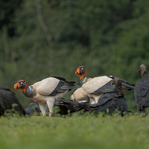 King-Vulture-28612.jpg