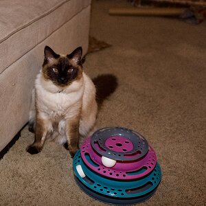 Cross Eyed Cat.jpeg