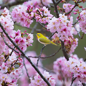 Swinhoe's White-Eye 121046.jpg