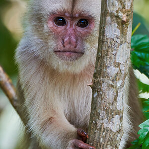 White-Fronted Capuchin - Copalinga - 09192022 - 02-DN.jpg