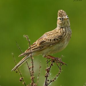 skylark 2026 18.jpg