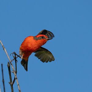 Vermilion Flycatcher 4117950.jpg