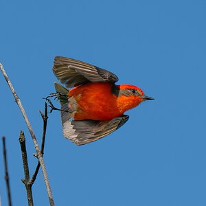 Vermilion Flycatcher 4117951.jpg