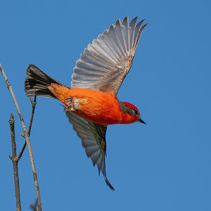 Vermilion Flycatcher 4117952.jpg