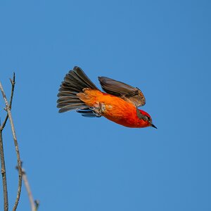 Vermilion Flycatcher 4117953.jpg