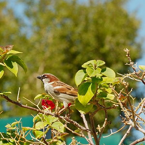 Singing Wren2.JPG