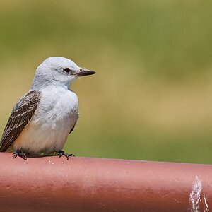 Scissor-Tailed Flycatcher - LLELA Nature Preserve - 05022026 - 01 - rDN.jpg