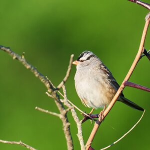 White-Crowned Sparrow - Knob Hills Trail - 05032026 - 04 - rDN.jpg