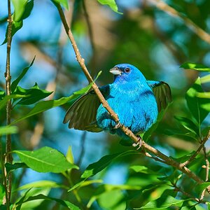 Indigo Bunting - Knob Hills Trail - 05032026 - 03 - rDN.jpg