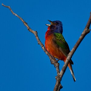 Painted Bunting - Knob Hills Trail - 05032026 - 10 - rDN.jpg