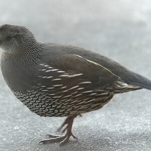Quail Visit.JPG