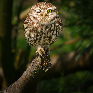 Little Owl-2.jpg