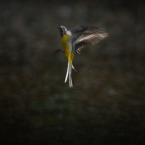 Grey Wagtail.jpg