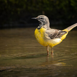 Grey Wagtail-2.jpg