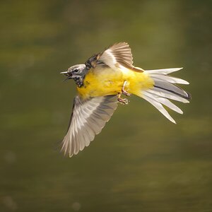 Grey Wagtail-3.jpg