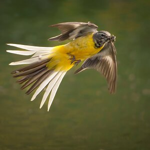Grey Wagtail-4.jpg