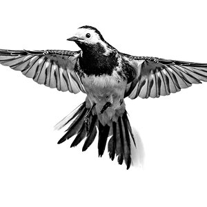 Wagtail.jpg