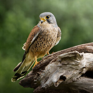 Kestrel ♂.jpg