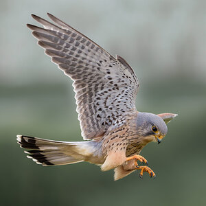 Kestrel ♂-2.jpg