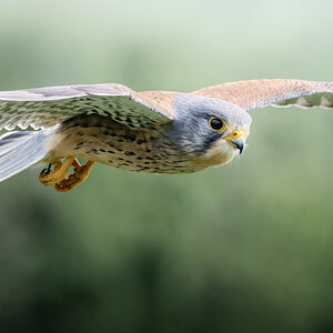 kestrel.jpg