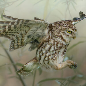 Little Owl-3.jpg