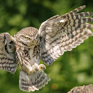 Little Owl-4.jpg