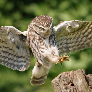Little Owl-5.jpg