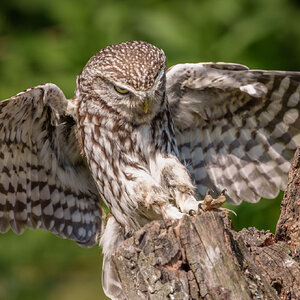 Little Owl-6.jpg