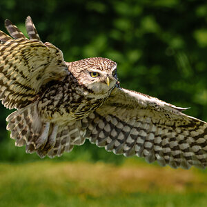 Little Owl-7.jpg