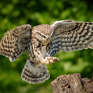 Little Owl-8.jpg