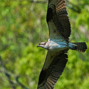 Osprey - BCSP TB - 05102026 - 06 - rDN_1.jpg